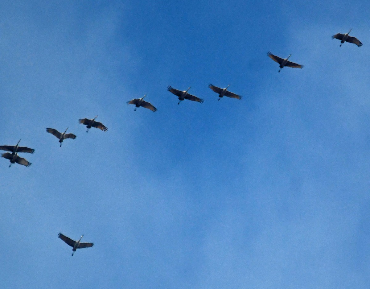 Sandhill Crane - ML646026477