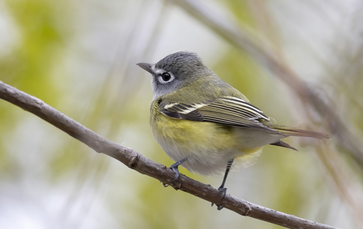 Blue-headed Vireo - ML646026478