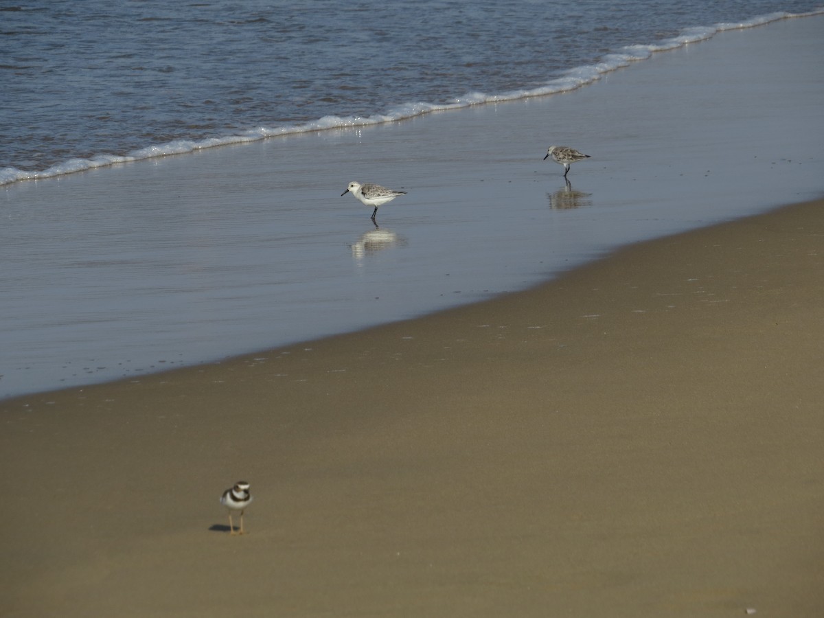 Песчанка - ML646026481