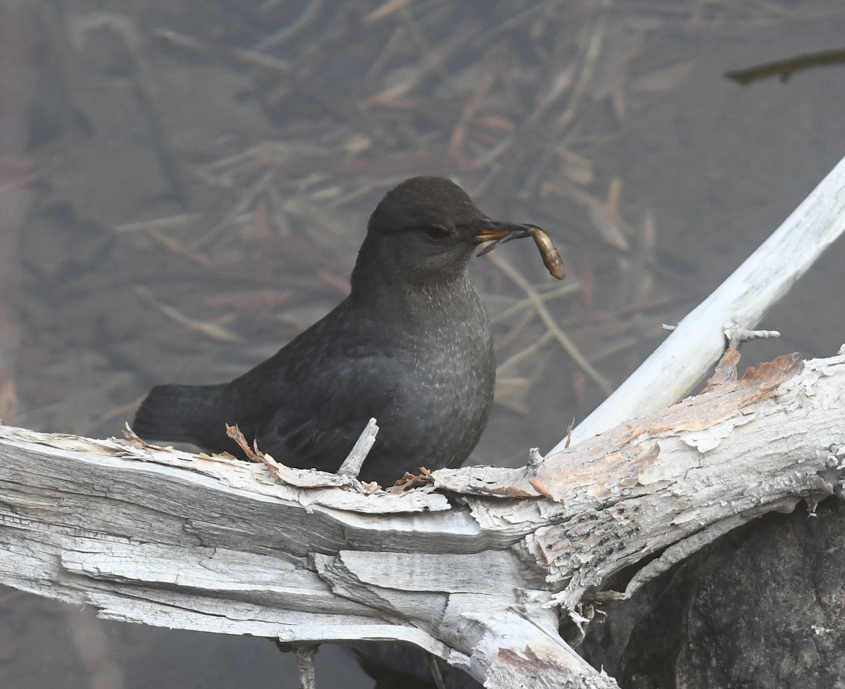 American Dipper - ML646026482