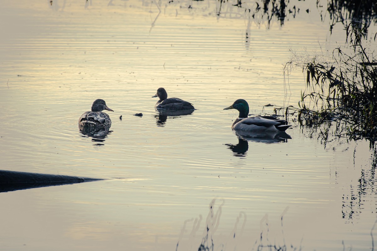 Mallard - ML646026484