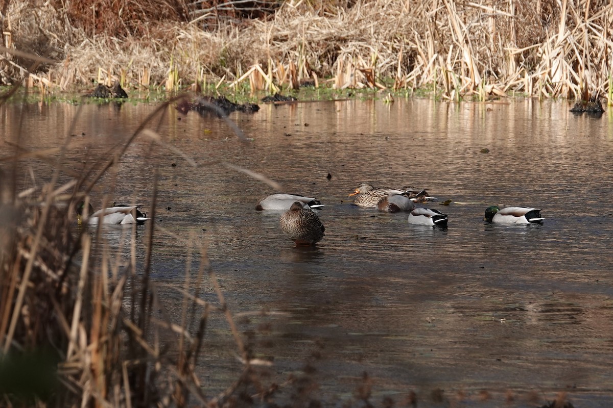 Mallard - ML646026496