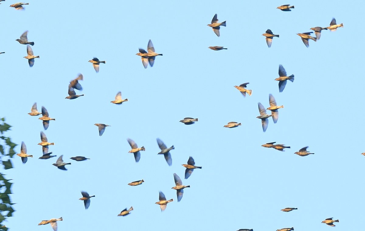 ציצנית אמריקנית - ML646026497