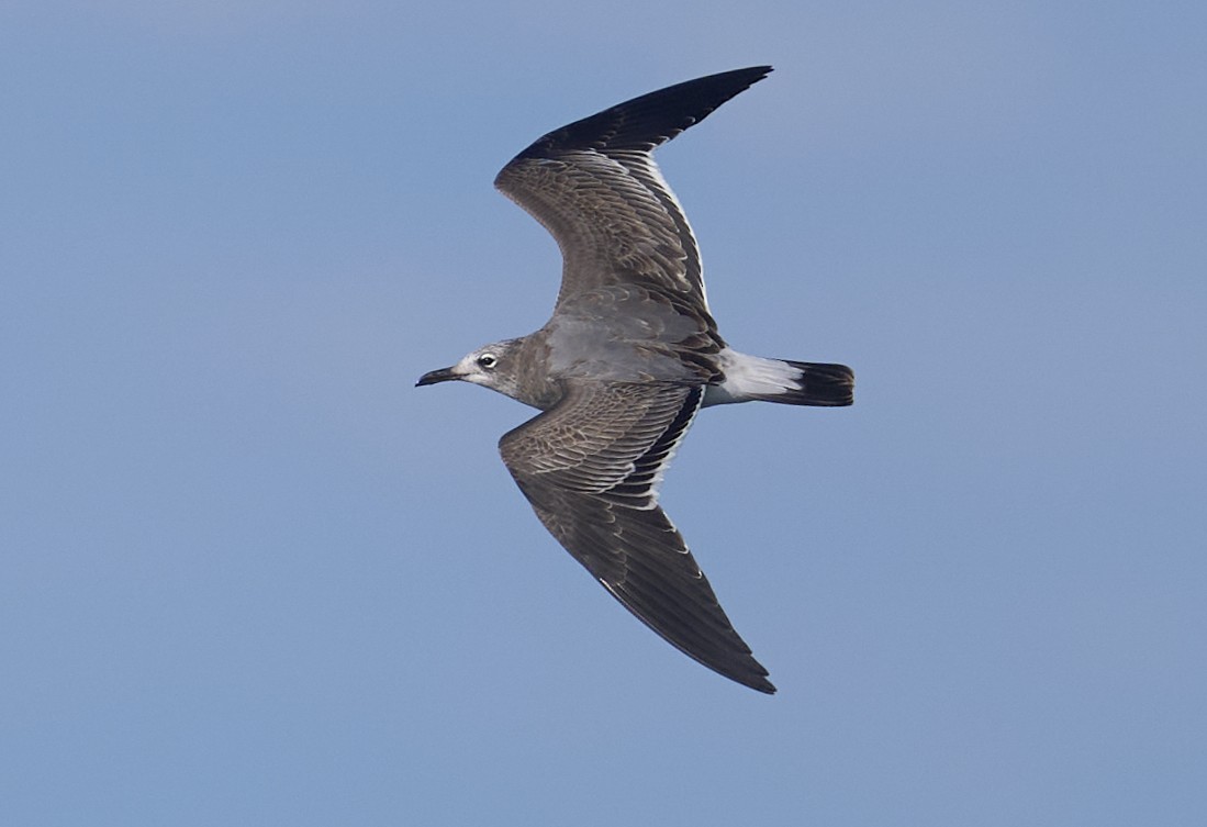 Laughing Gull - ML646026499