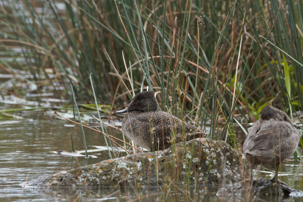 Freckled Duck - ML646026500