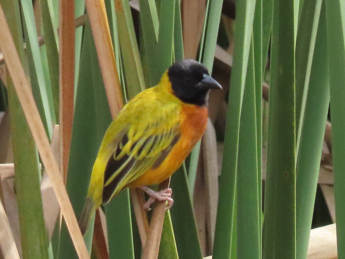 Black-headed Weaver - ML646026501