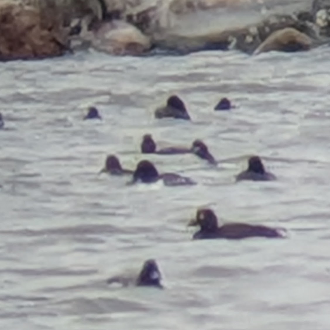 duck sp. - ML646026502