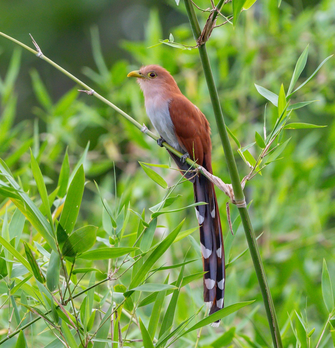 kukačka veverčí - ML646026503