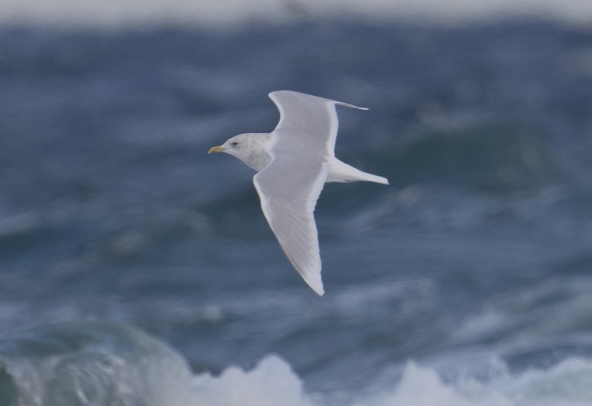 Kaio hegalzuria (kumlieni) - ML646026504