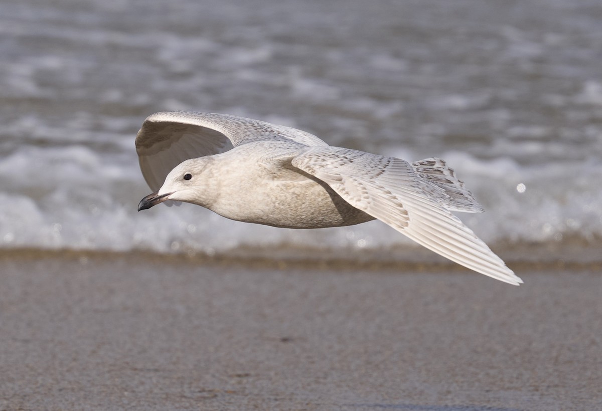 Kaio hegalzuria (kumlieni) - ML646026506