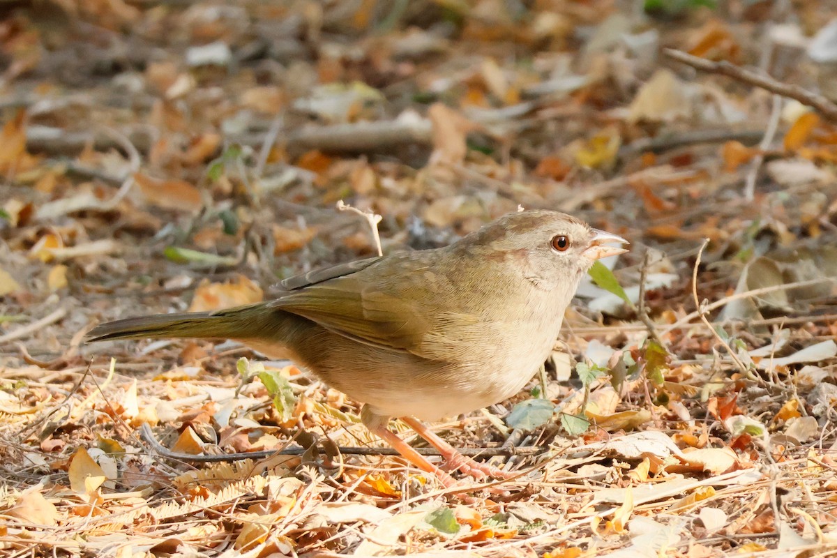 Olive Sparrow - ML646026507