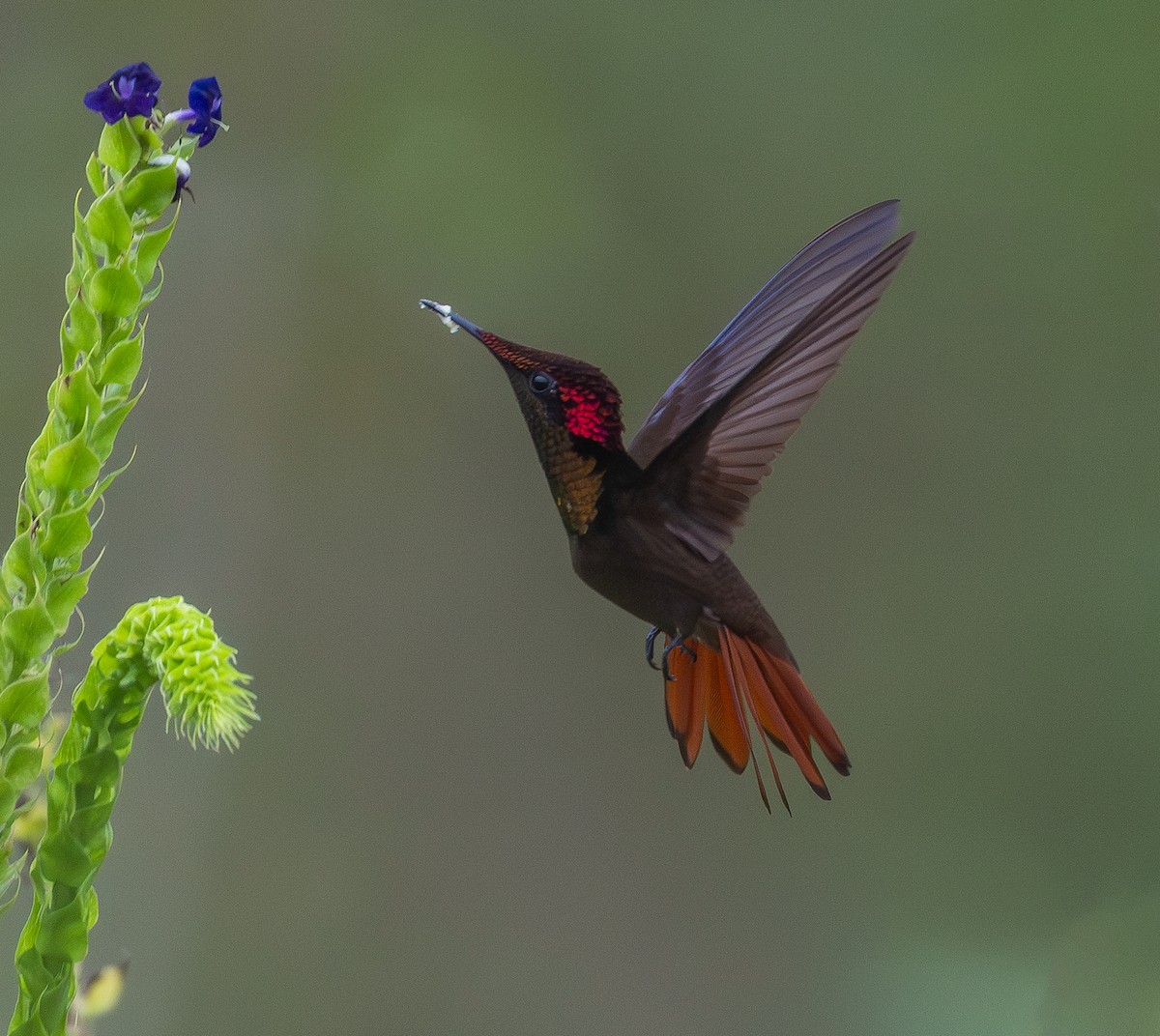 kolibřík červenohlavý - ML646026509