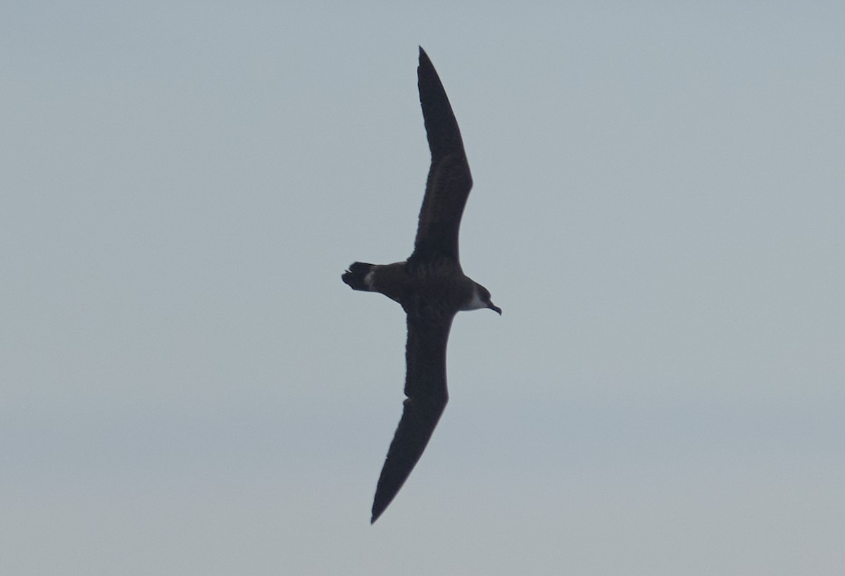 Great Shearwater - ML646026517