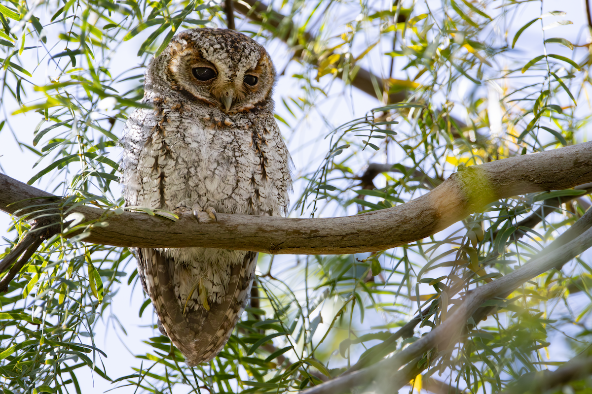 Flammulated Owl - ML646026518