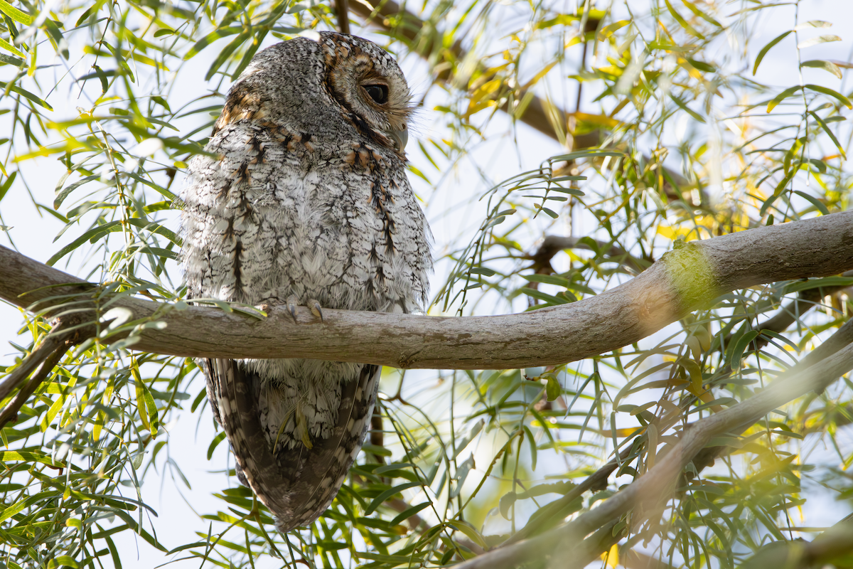 Flammulated Owl - ML646026519