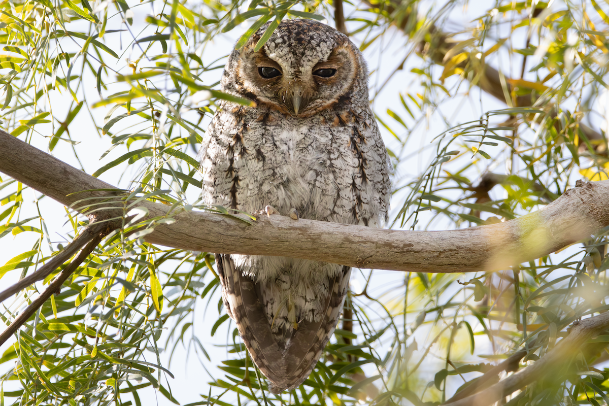 Flammulated Owl - ML646026520