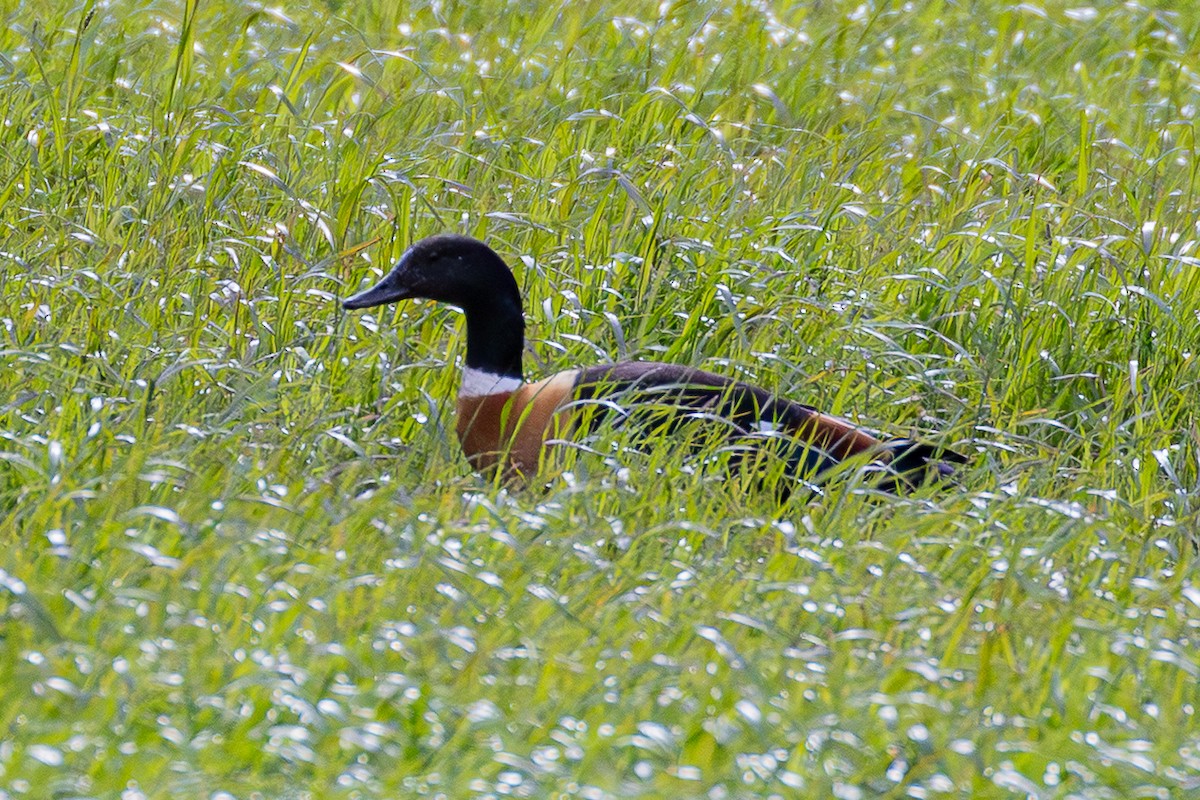 Casarca australiana - ML646026521