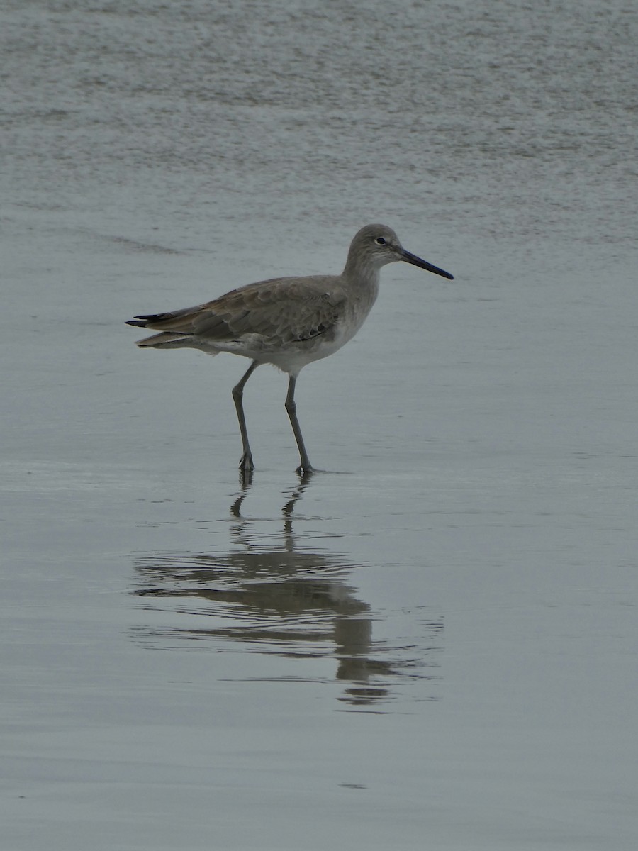 Willet - ML646026523
