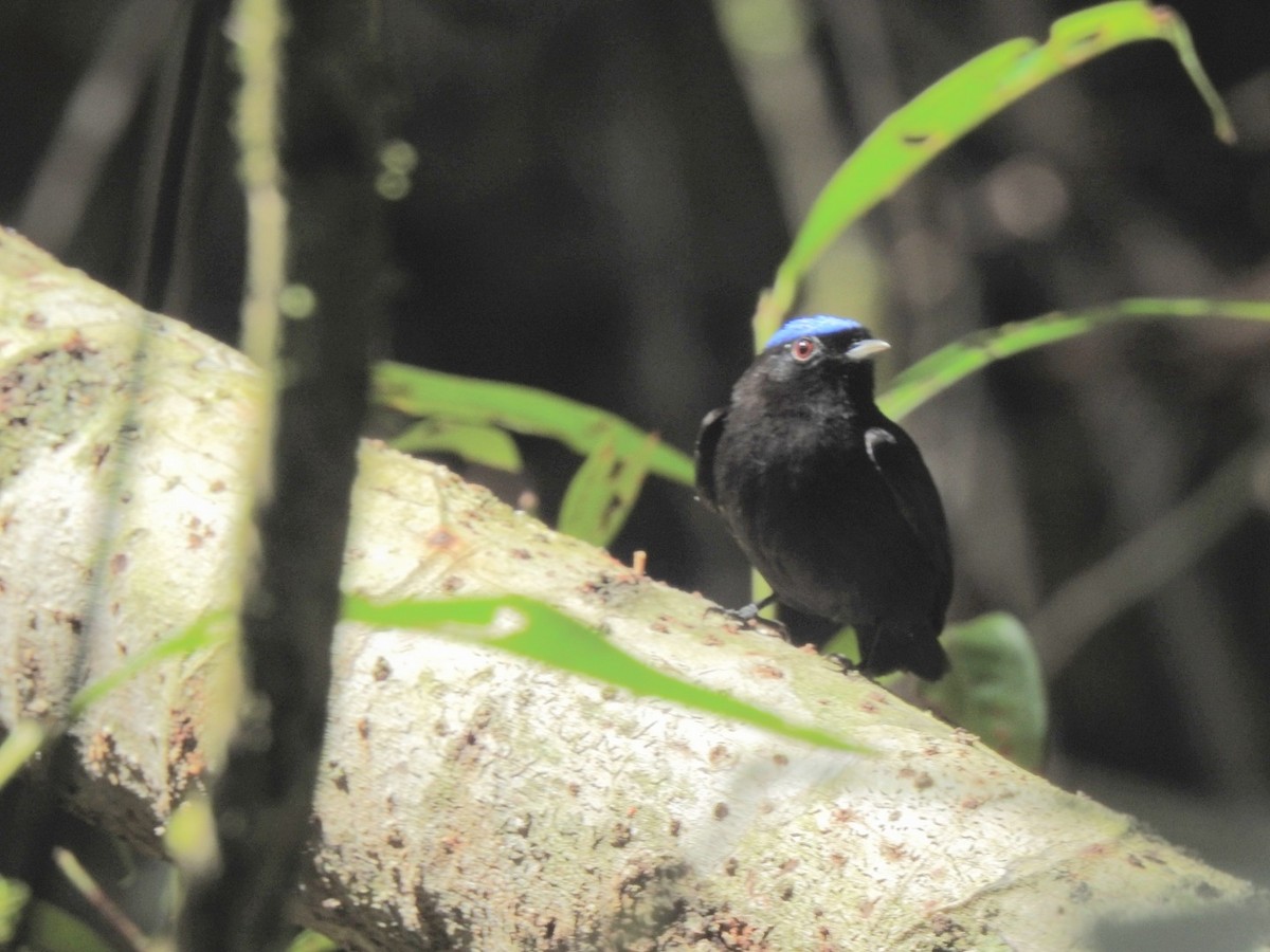 Velvety Manakin - ML646026524
