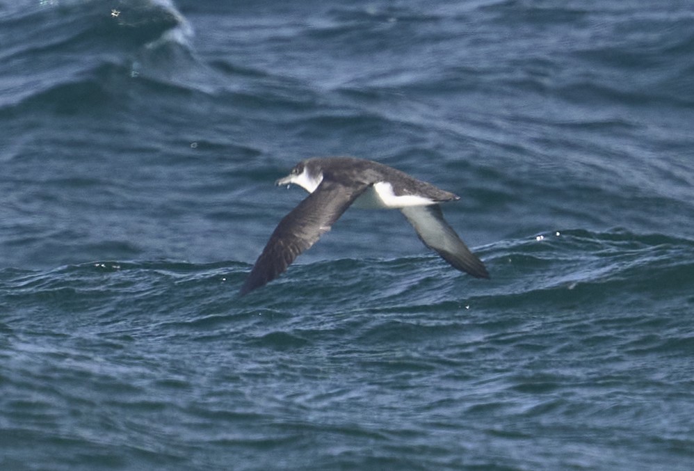 Manx Shearwater - ML646026525