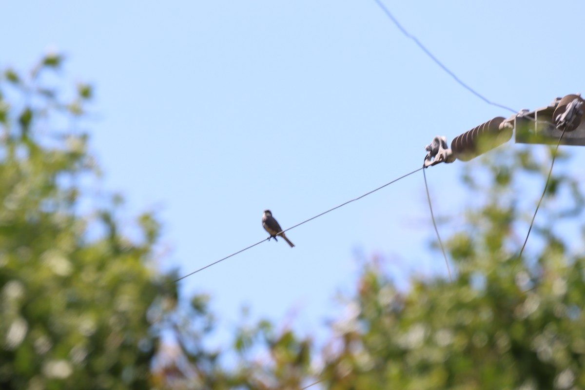 Diuca Finch - ML646026526