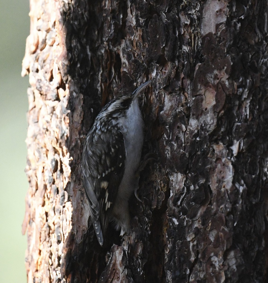Brown Creeper - ML646026528