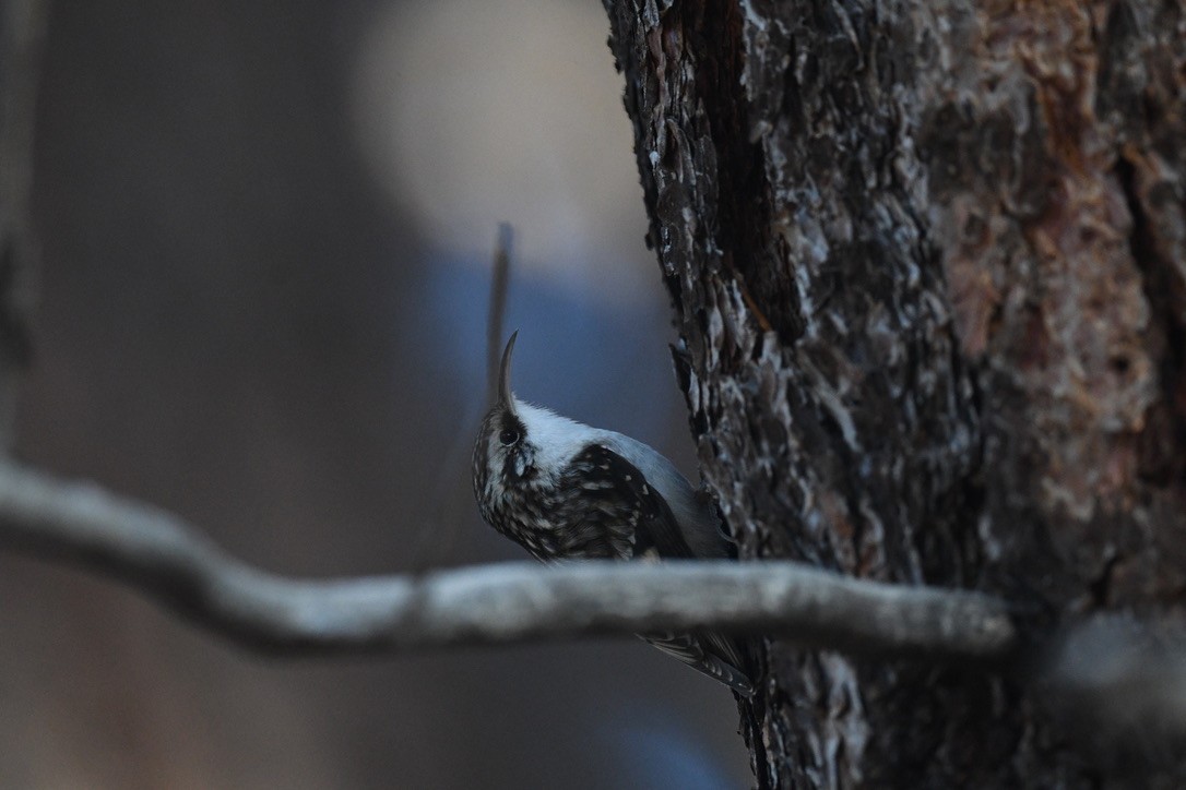 Brown Creeper - ML646026529