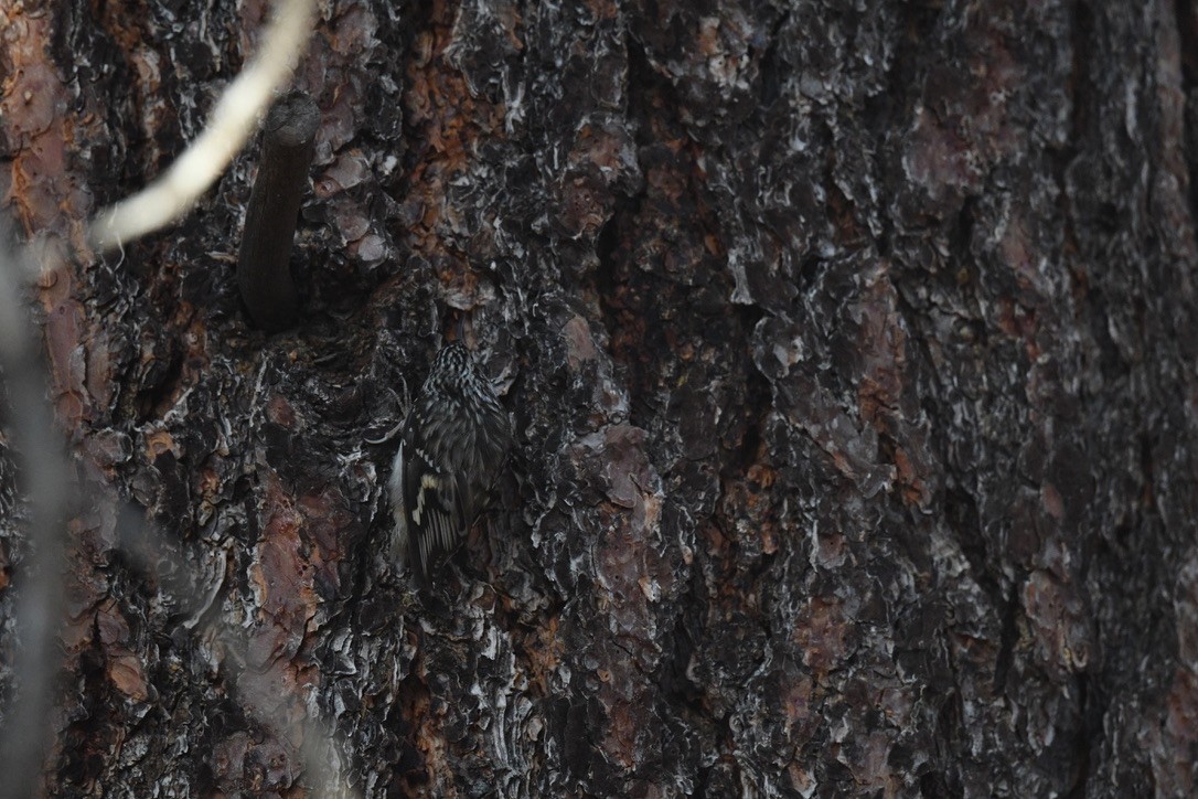 Brown Creeper - ML646026530