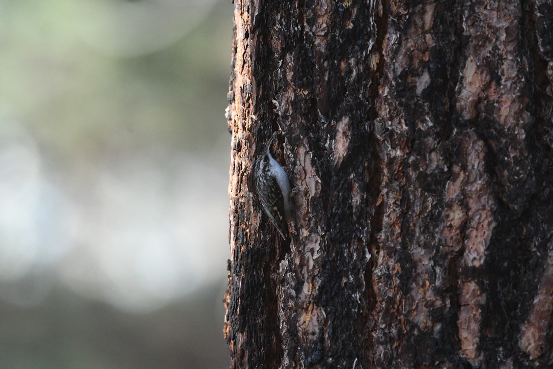 Brown Creeper - ML646026531