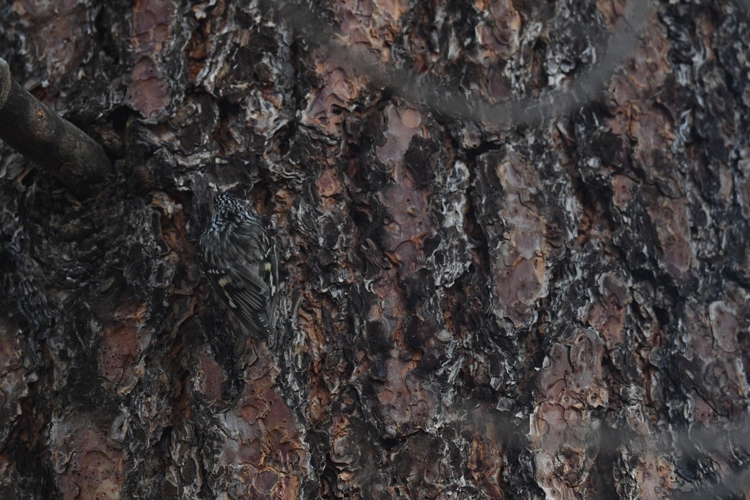 Brown Creeper - ML646026532