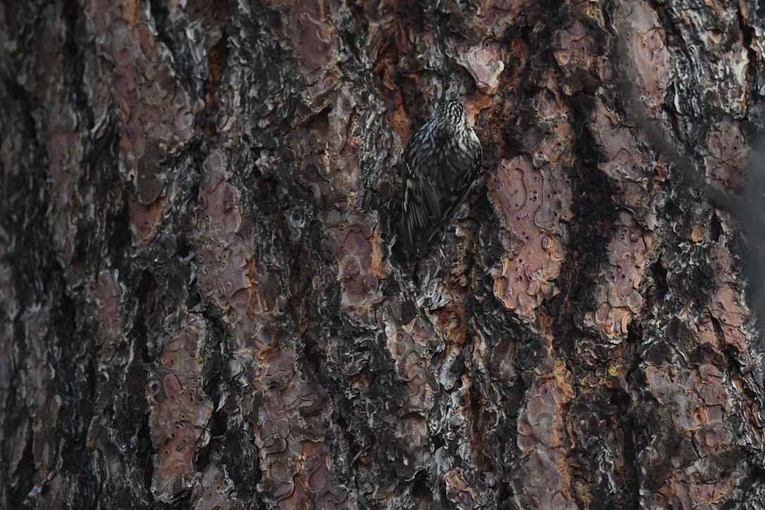 Brown Creeper - ML646026533