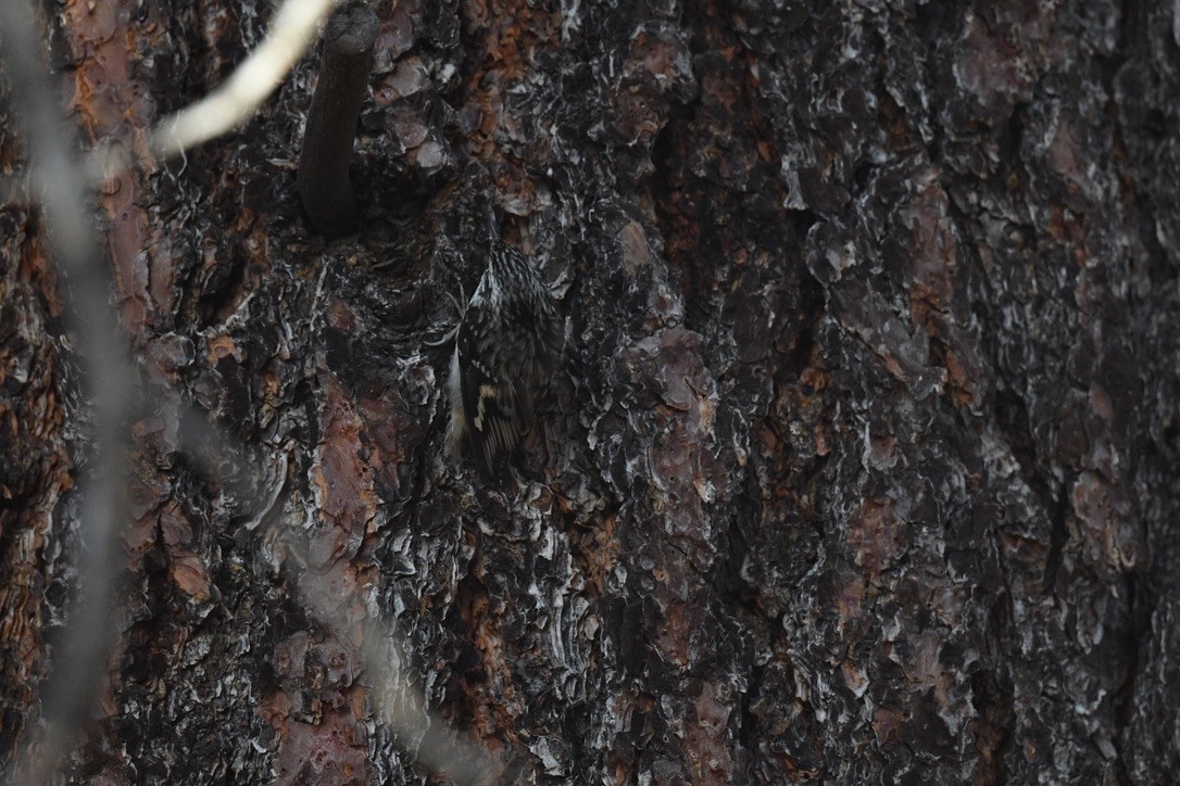 Brown Creeper - ML646026534