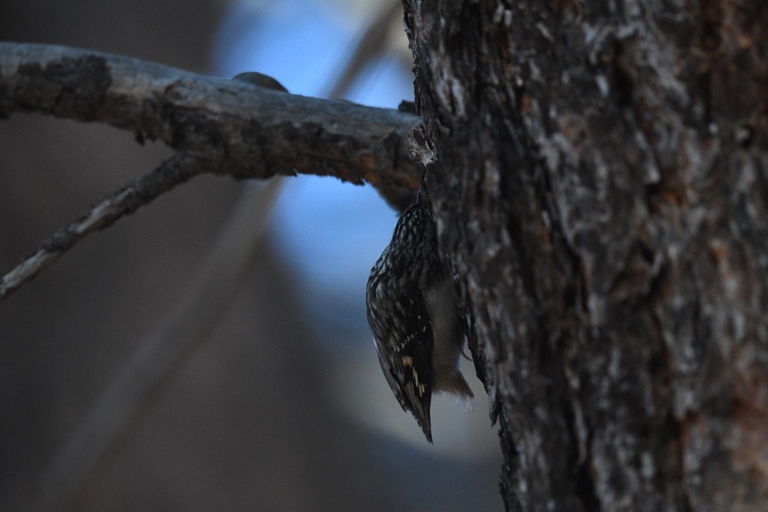 Brown Creeper - ML646026535