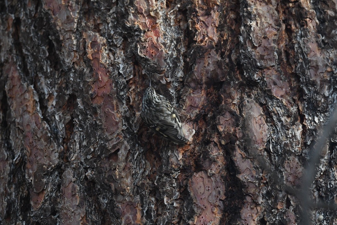 Brown Creeper - ML646026536