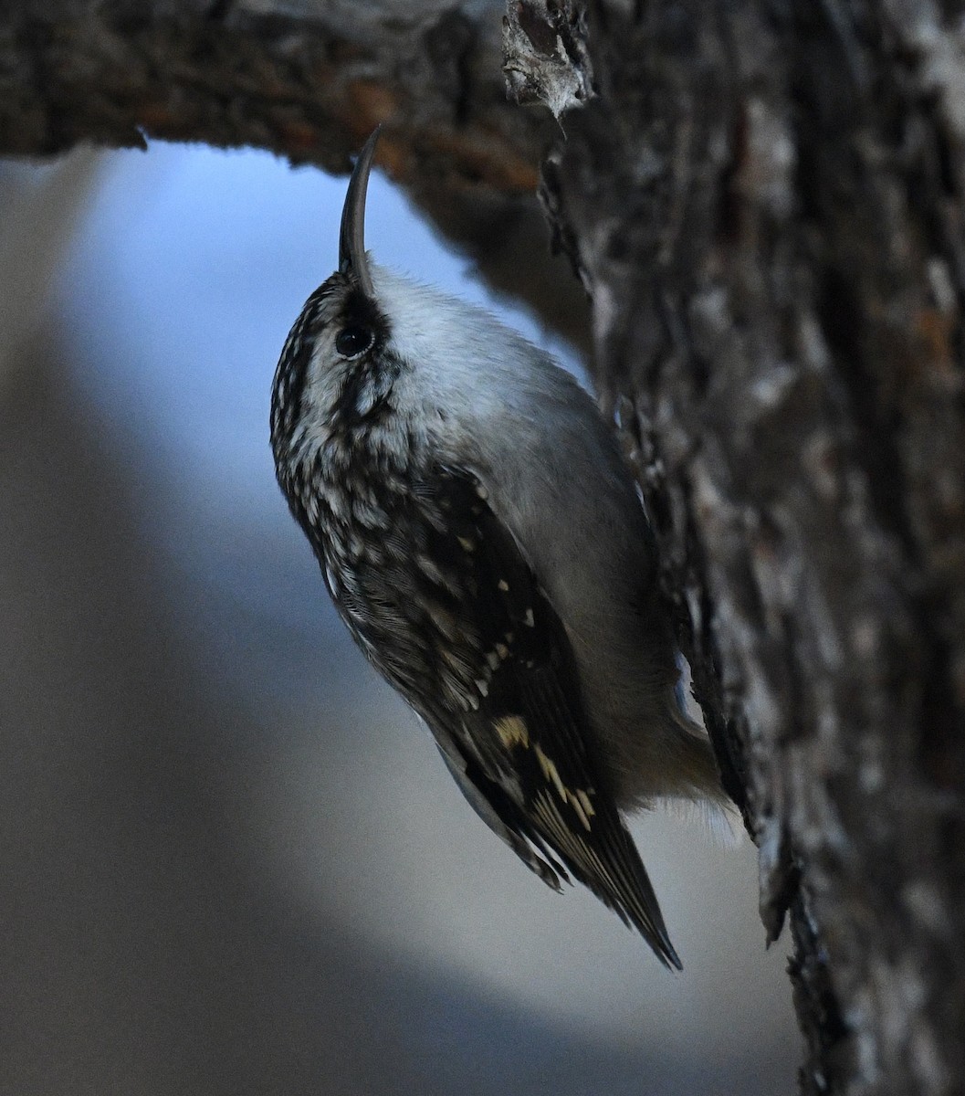 Brown Creeper - ML646026537