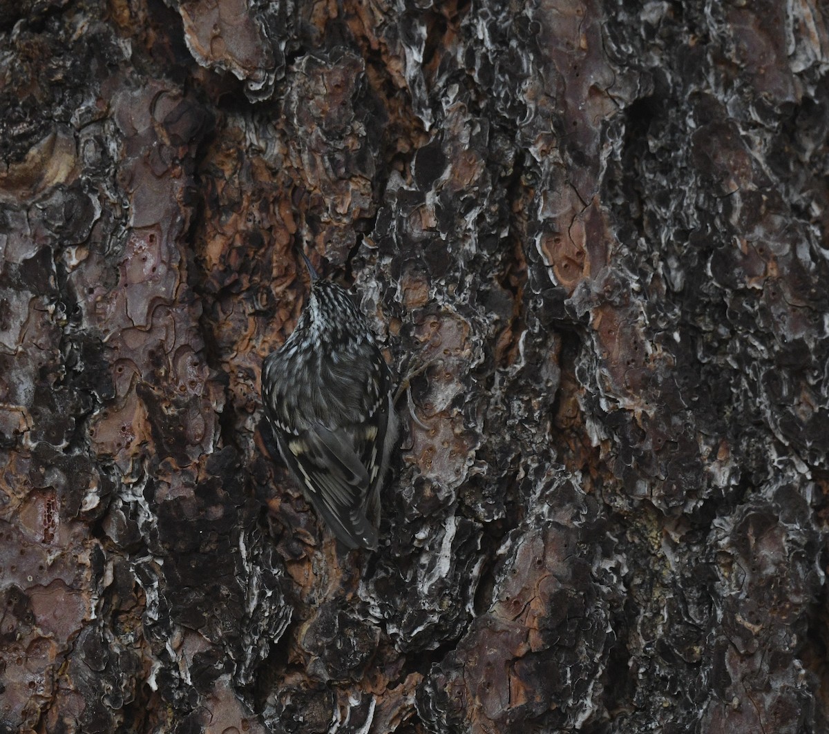 Brown Creeper - ML646026538