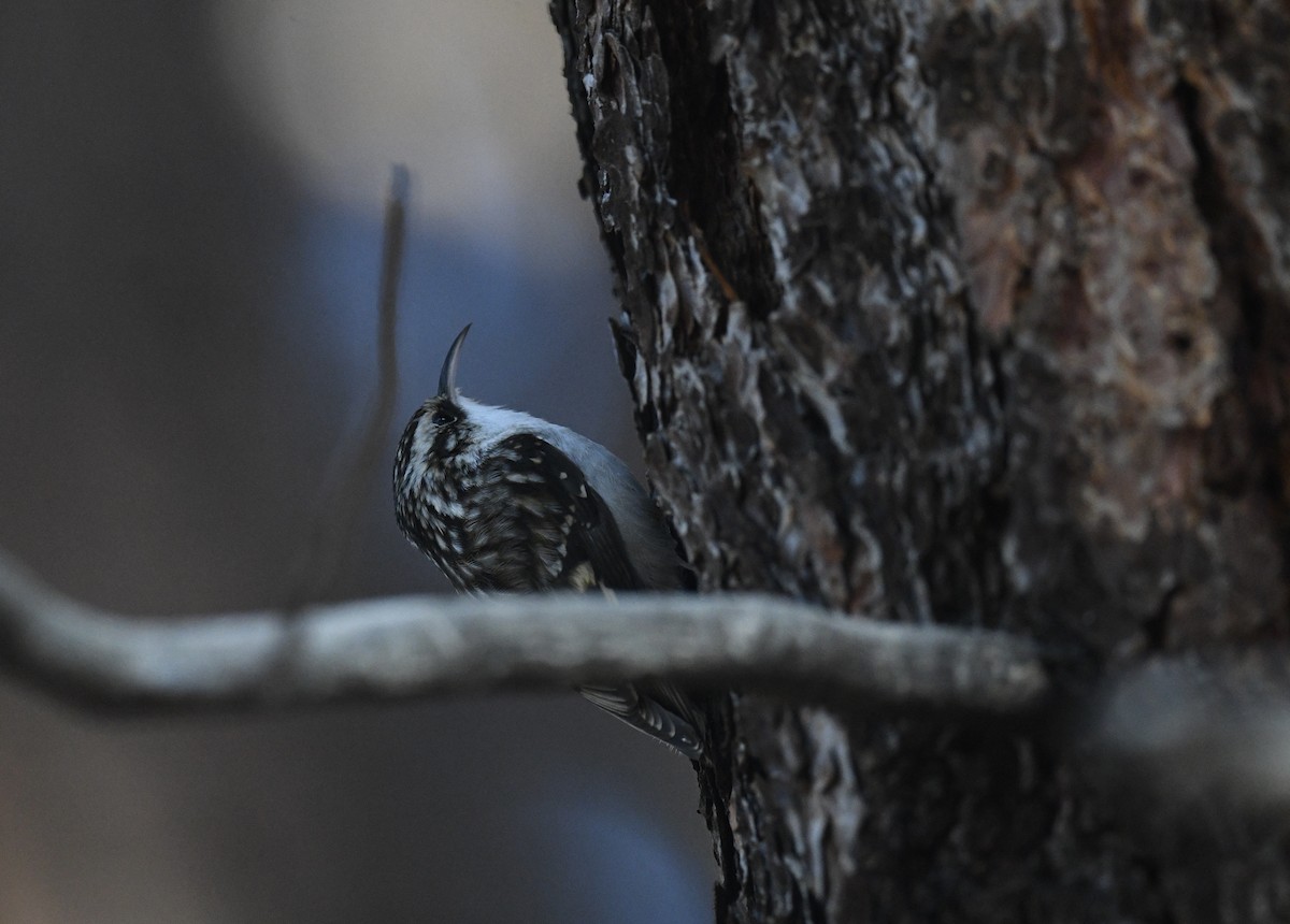 Brown Creeper - ML646026539