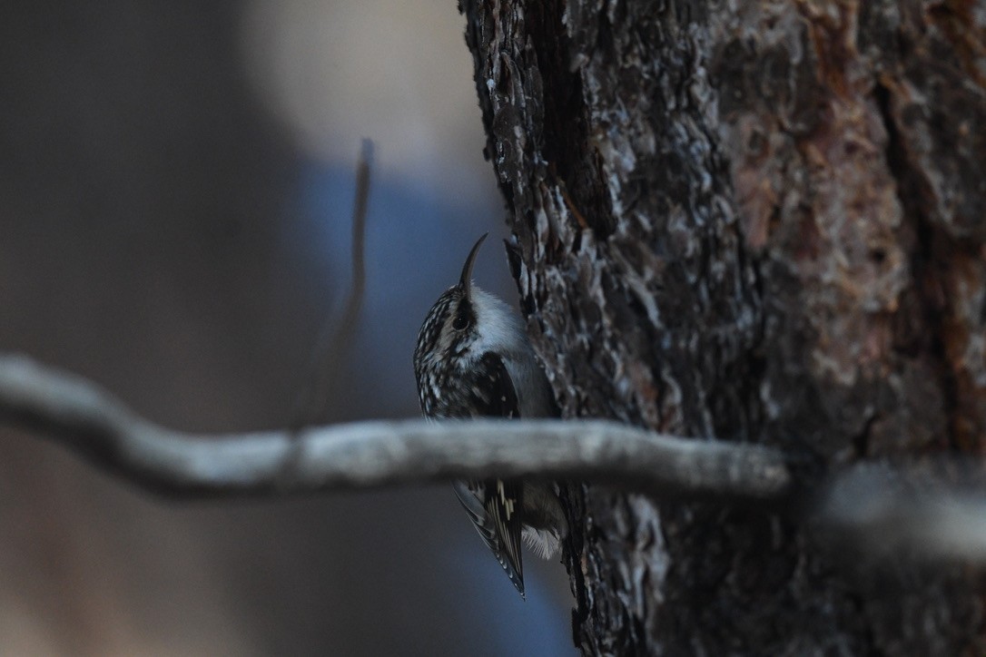 Brown Creeper - ML646026540