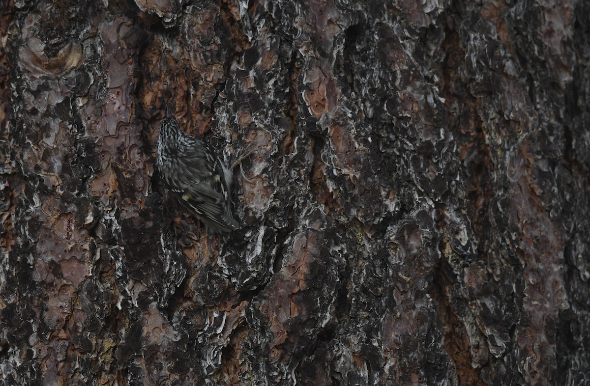 Brown Creeper - ML646026541