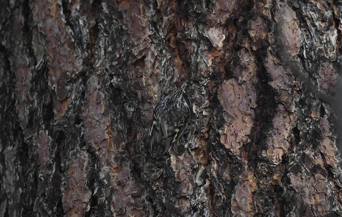 Brown Creeper - ML646026542
