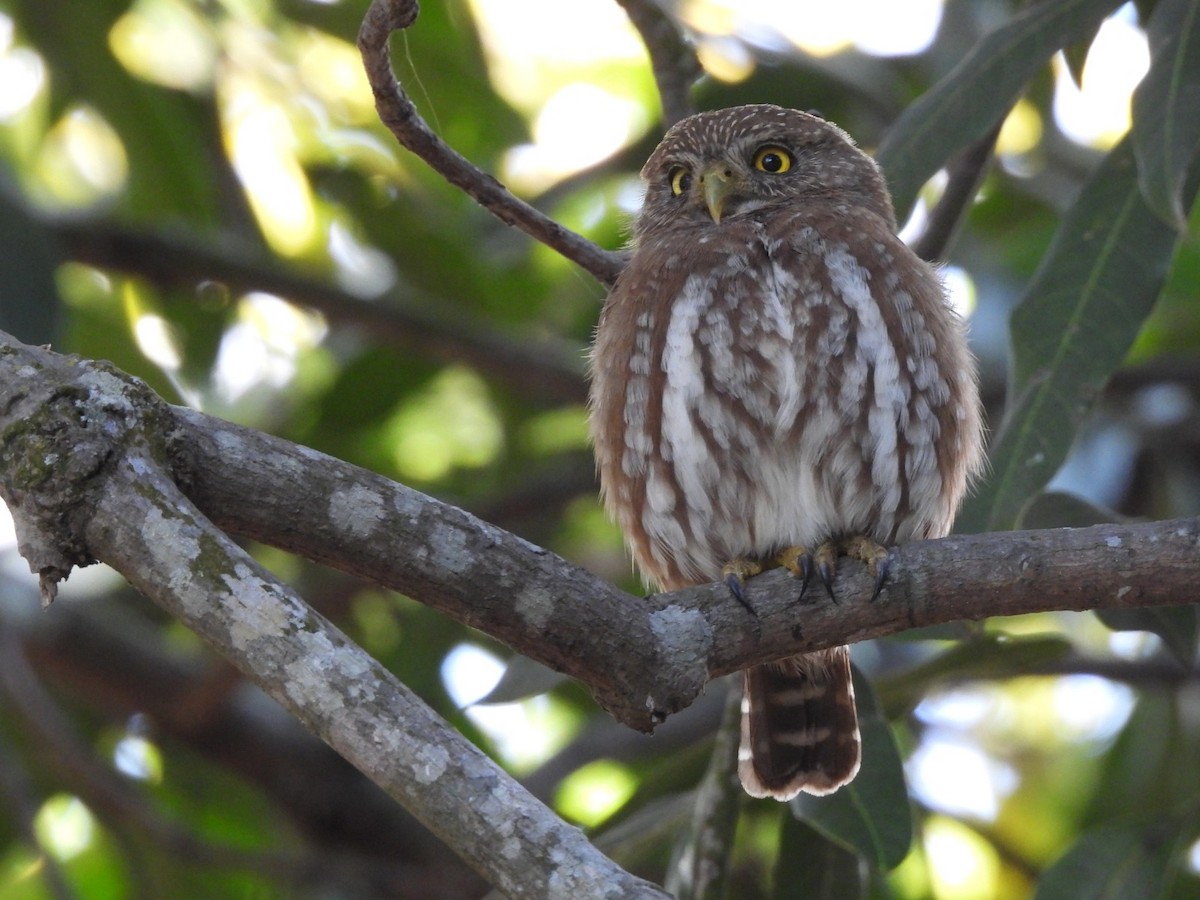 Ferruginous Pygmy-Owl - ML646026543