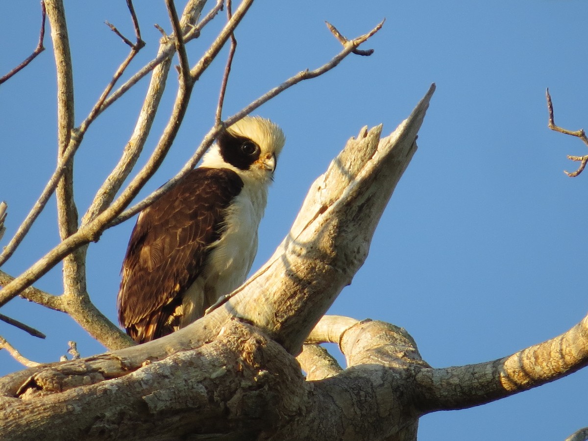 Laughing Falcon - ML646026544