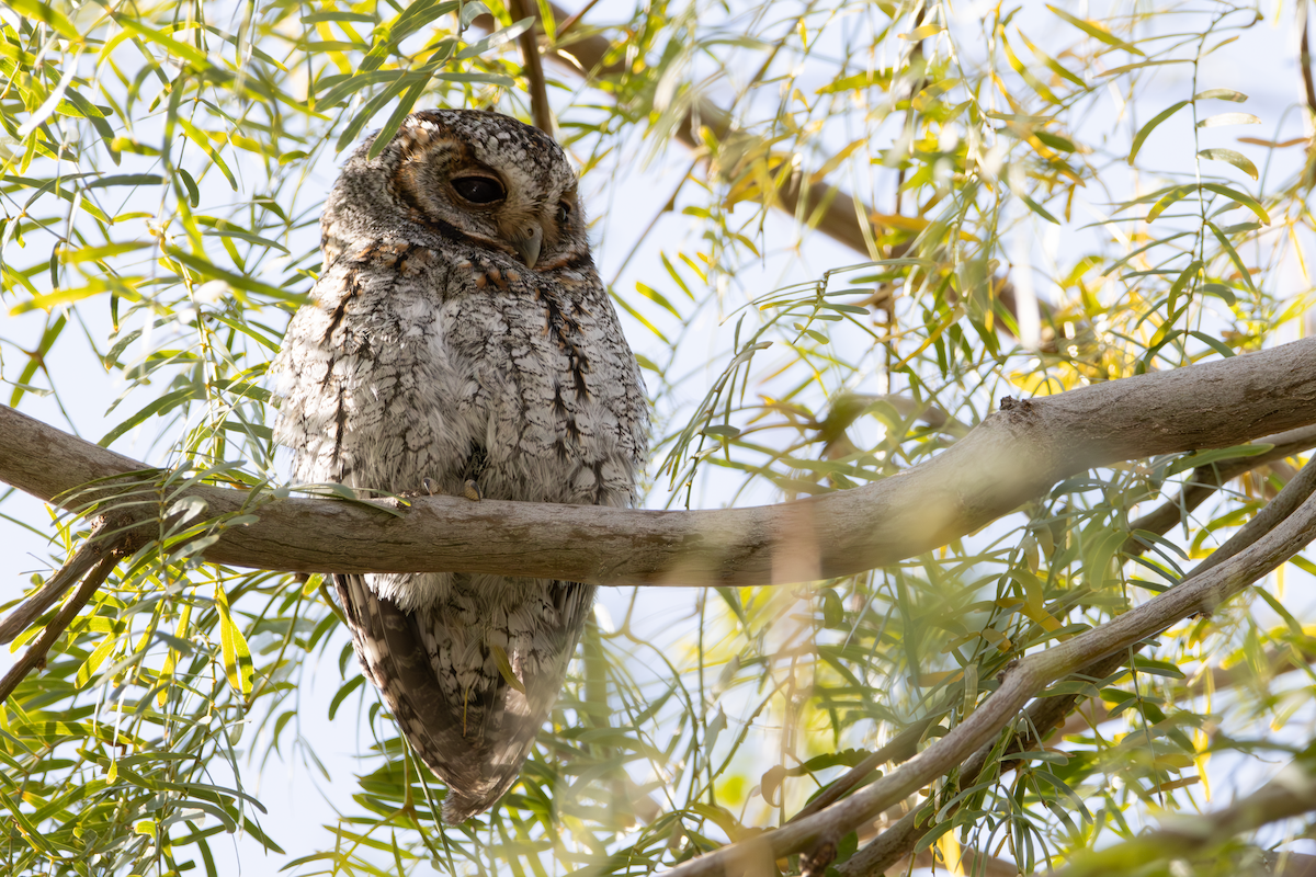 Flammulated Owl - ML646026545