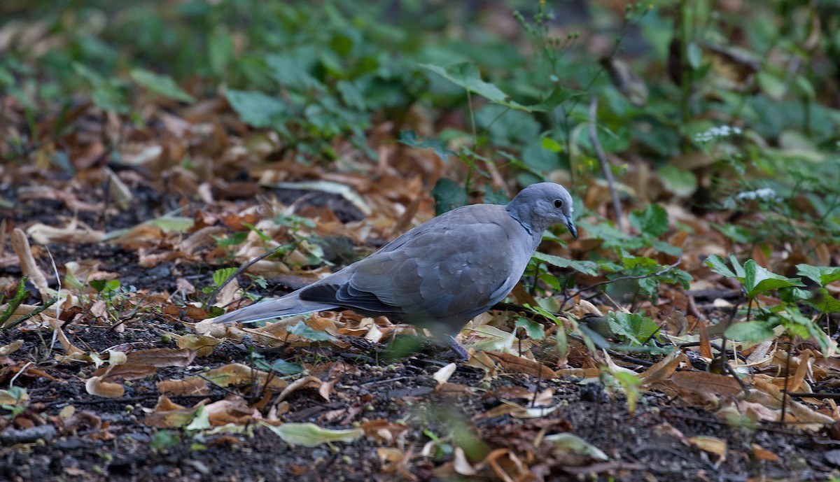 Eurasian Collared-Dove - ML646026546