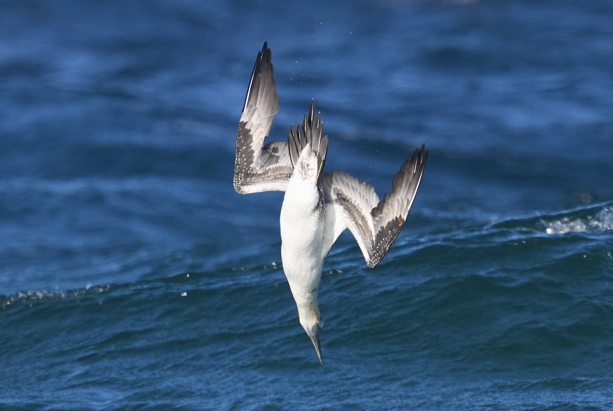 Northern Gannet - ML646026547