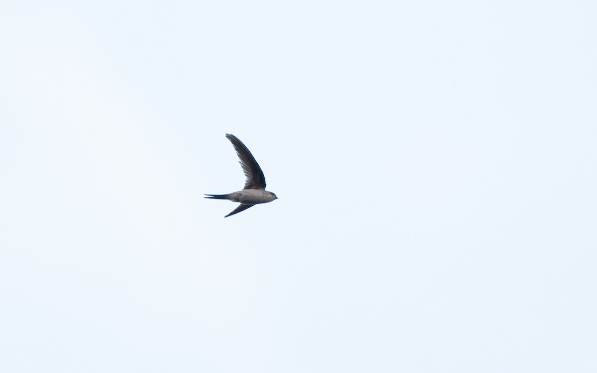 Asian Palm Swift - ML646026548