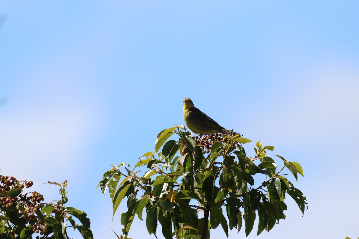 Grassland Yellow-Finch - ML646026549