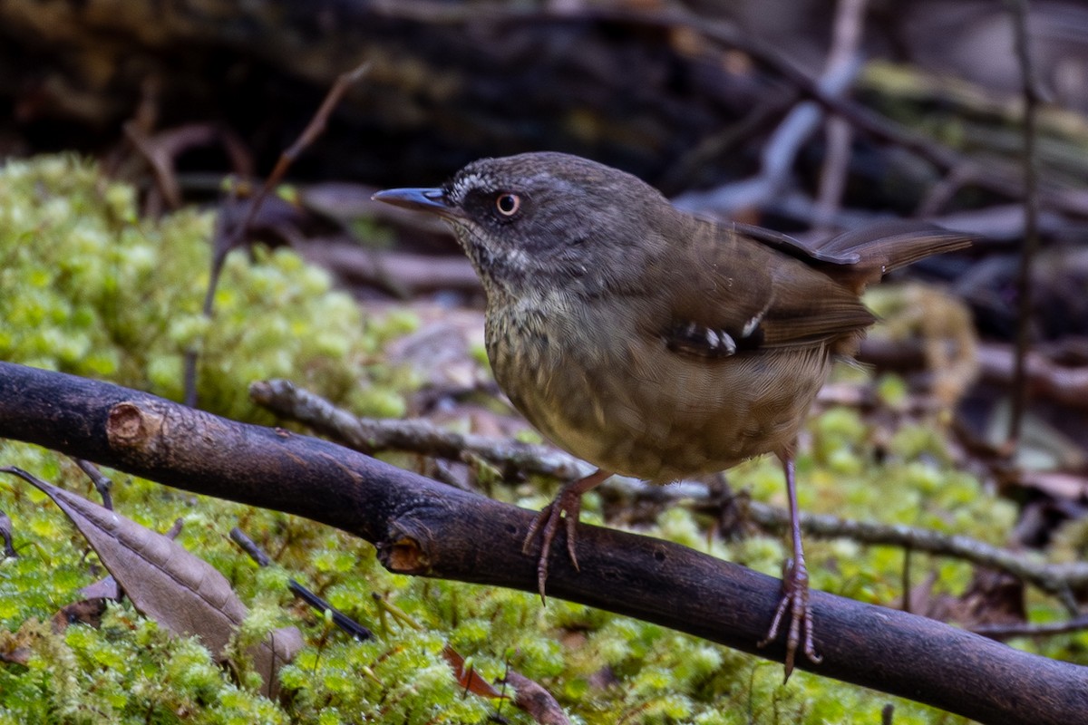 Tasmanian Scrubwren - ML646026551
