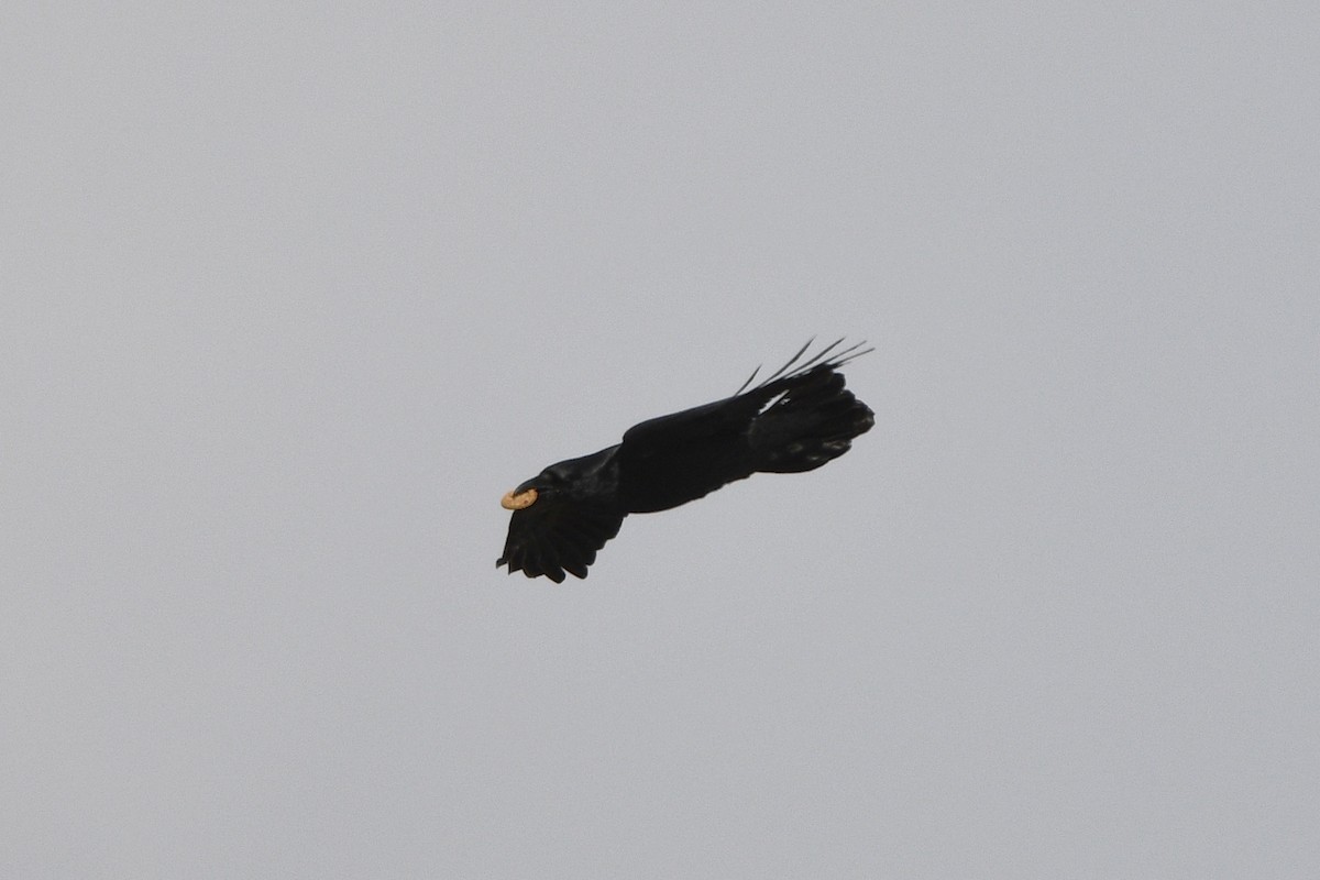 Common Raven - ML646026552