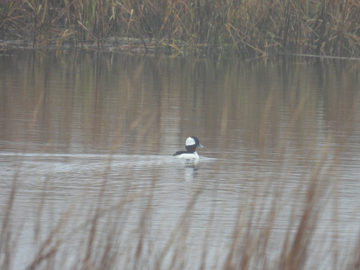 Bufflehead - ML646026554